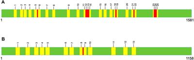 Mutational Effects of Mobile Introns on the Mitochondrial Genomes of Metschnikowia Yeasts